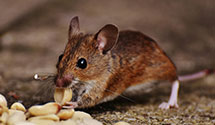 24 Hour & Emergency Exterminators in Nokomis, FL
